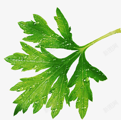 艾草艾叶艾蒿植物陈艾png免抠素材_88icon https://88icon.com 艾草 艾叶 艾蒿 植物 陈艾