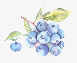 蓝莓水彩素材