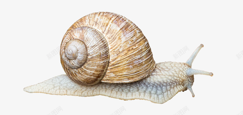 轴承蜗牛壳慢慢地爬网动物黏液土地蜗牛轴承座关闭性质Wi图标
