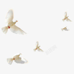 群鸽小鸟白色鸽子图透明影楼后期合成设计叠加PS素材