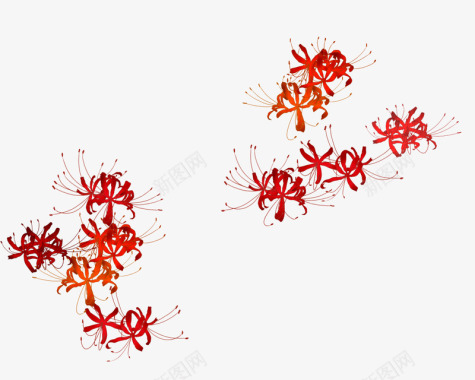 漂浮花瓣png素材抠图曼珠沙华花瓣Coco空图标
