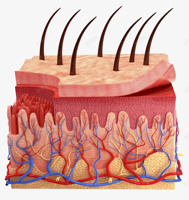 皮肤组织png免抠素材_88icon https://88icon.com 皮肤 组织