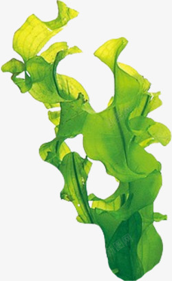 藻类植物素材