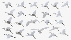 飞翔鹤实拍鸟类白色素材