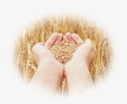 珍惜粮食手捧稻麦素材