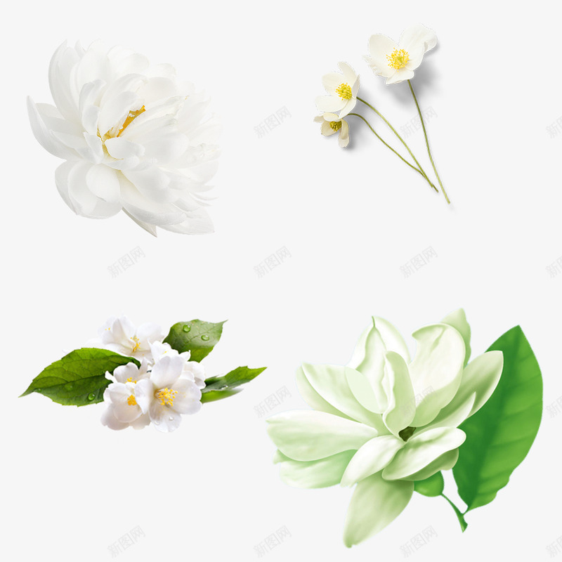 白色花花png免抠素材_88icon https://88icon.com 白色 花花