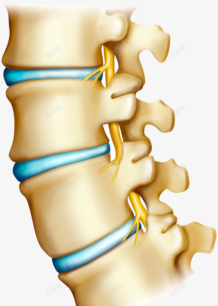 腰椎png免抠素材_88icon https://88icon.com 腰椎