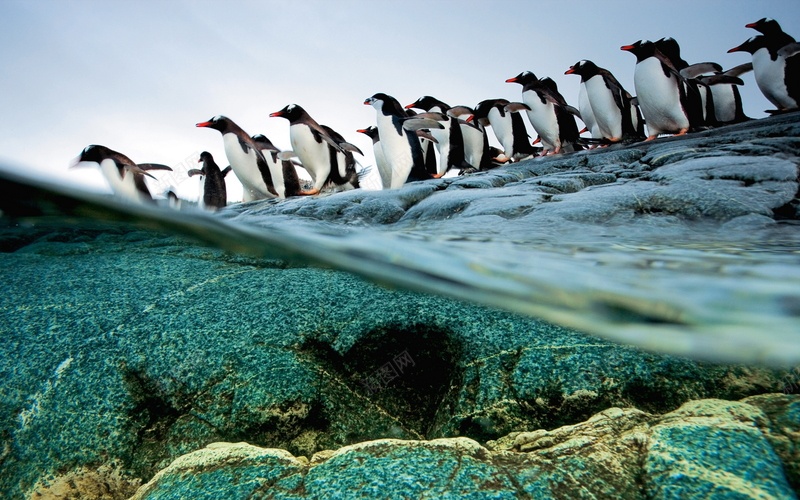 成群的企鹅排队jpg设计背景_88icon https://88icon.com 成群 的 企鹅 排队