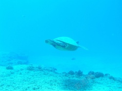 海底高清图片海洋海底19201440高清图片