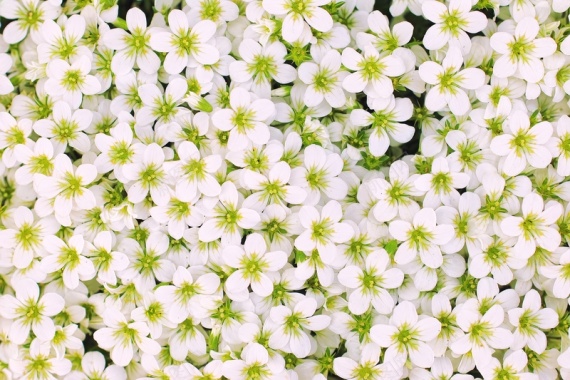 白色花朵简约背景19201280背景