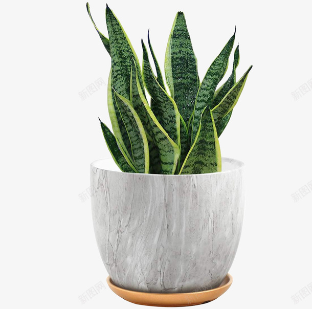 虎尾兰盆栽室内盆栽png免抠素材_88icon https://88icon.com 室内 绿色植物 盆栽 漂亮花盆