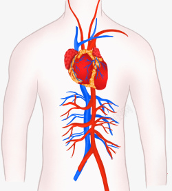 心脏血管示意图素材