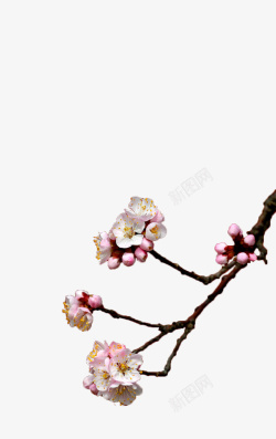 冬日枝头的梅花梅花枝头绽放高清图片