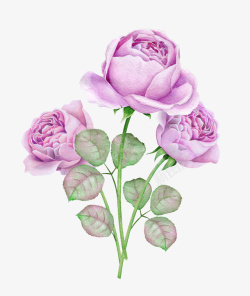 彩铅粉色玫瑰素材