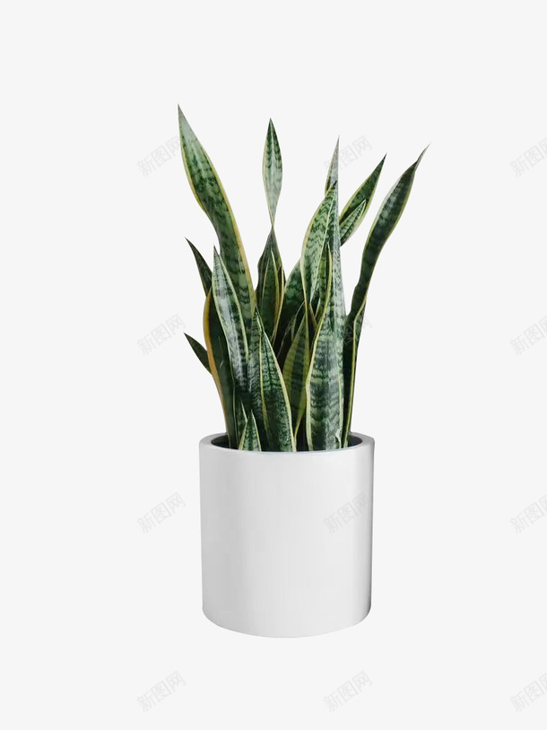 室内植物绿色虎尾兰盆栽png免抠素材_88icon https://88icon.com 盆栽 虎尾兰 白色花盆 绿植