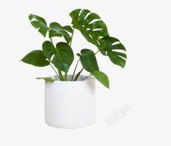 绿色黑色白色室内大叶植物盆栽高清图片