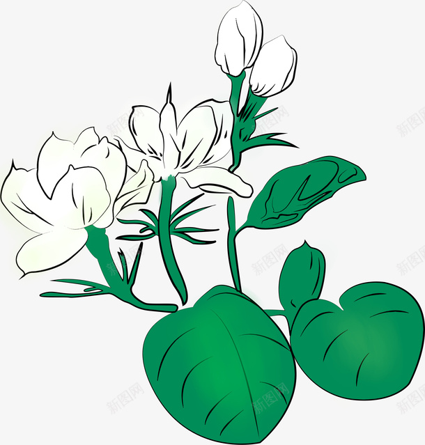 手绘插画茉莉花png免抠素材_88icon https://88icon.com 茉莉 茉莉花 手绘茉莉花 插画茉莉