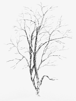 冬天干枯树枝树素材