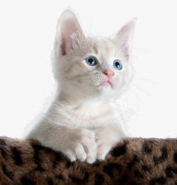 毛毯上的小猫咪素材
