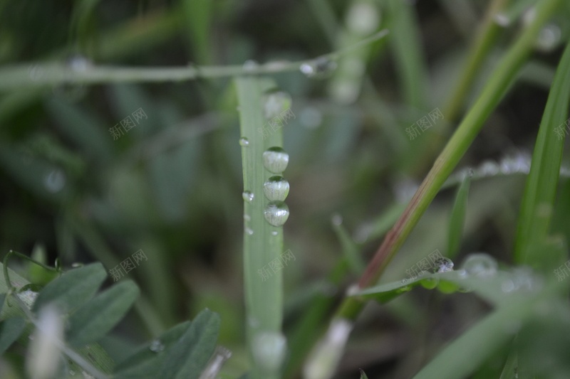 草丛中的小水滴在排队jpg设计背景_88icon https://88icon.com 水滴 小清新 自然 草丛
