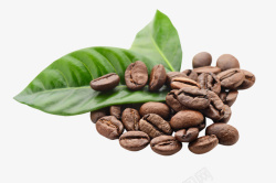 咖啡豆子叶子素材