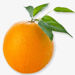 颜色鲜明的小橙子素材