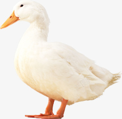 一只白色的鸭子素材