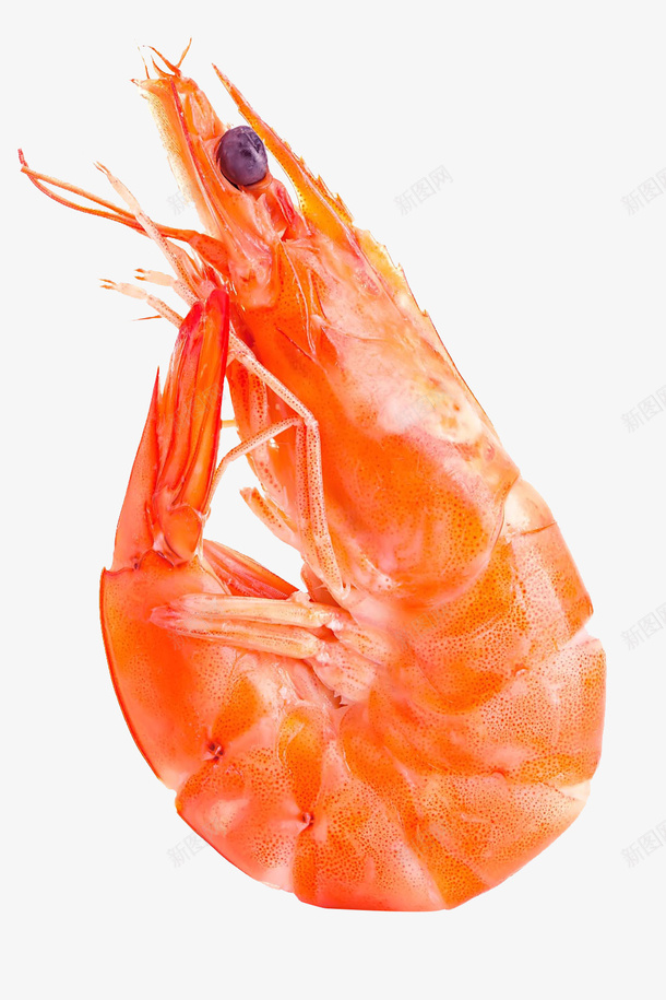一只红色大虾png免抠素材_88icon https://88icon.com 红色 大虾 食物 免扣