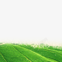 绿色的茶田背景素材