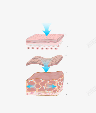 皮肤皮肤层肌底皮肤解剖结构png免抠素材_88icon https://88icon.com 皮肤 层肌 解剖 结构