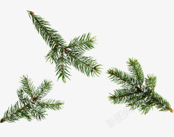 圣诞树松针松树松树枝素材