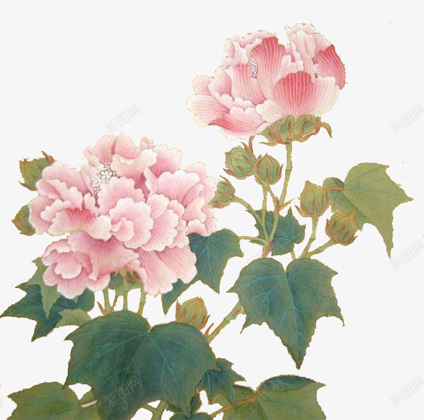 芙蓉花png免抠素材_88icon https://88icon.com 芙蓉