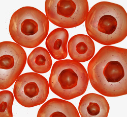 红色血细胞3d立体素材