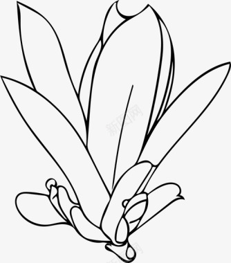 木兰花花芽图标