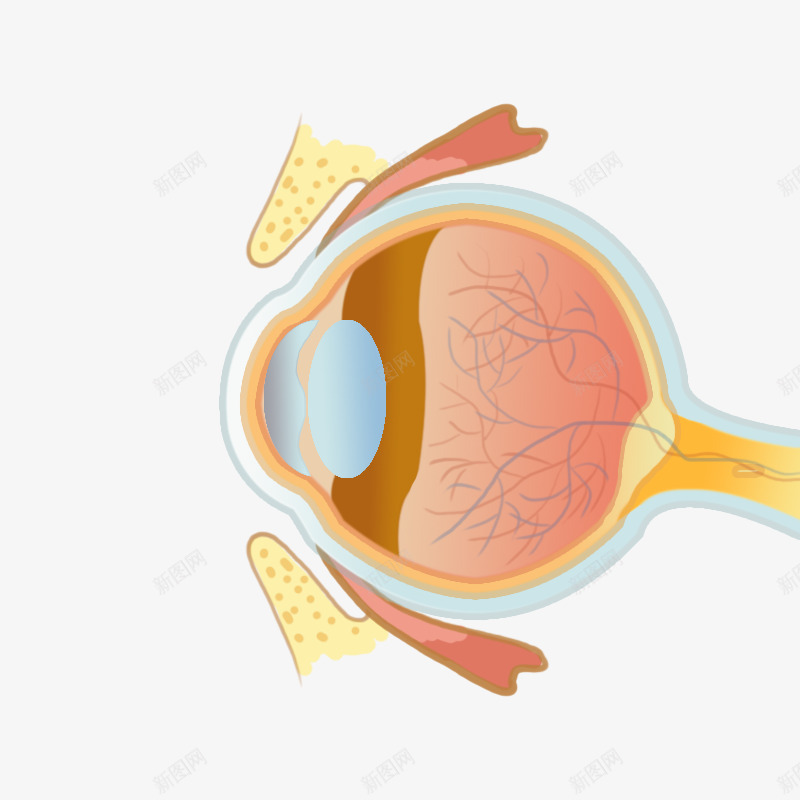 眼睛黄斑区01png免抠素材_88icon https://88icon.com 眼睛 黄斑区