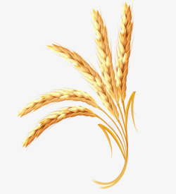 小麦稻谷素材
