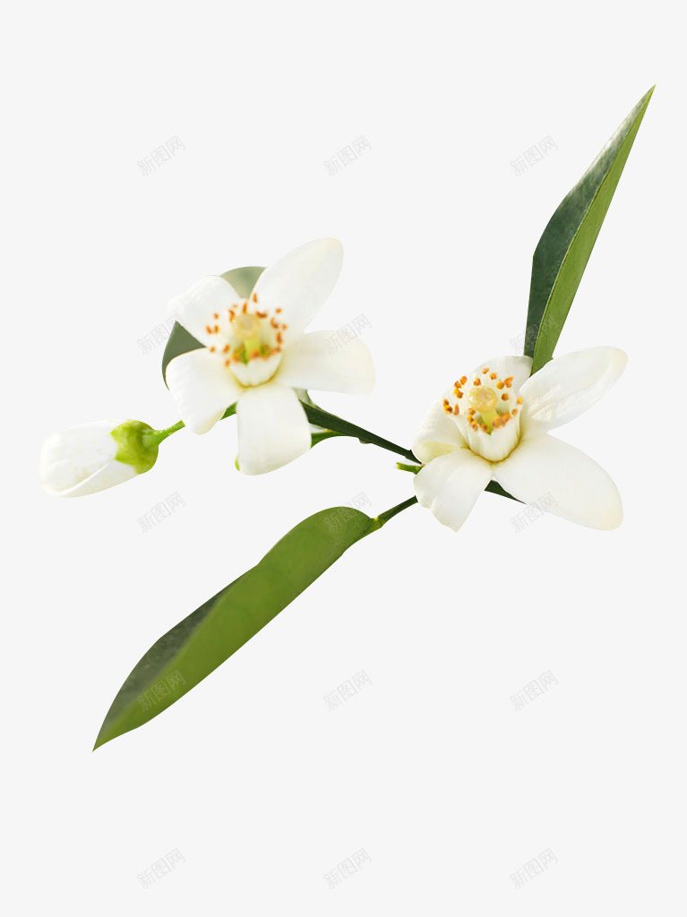 橙花png免抠素材_88icon https://88icon.com 橙花