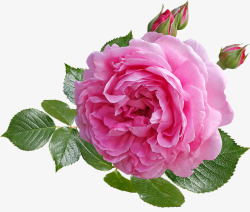 玫瑰粉红色花叶子芽香香水剪出孤立素材