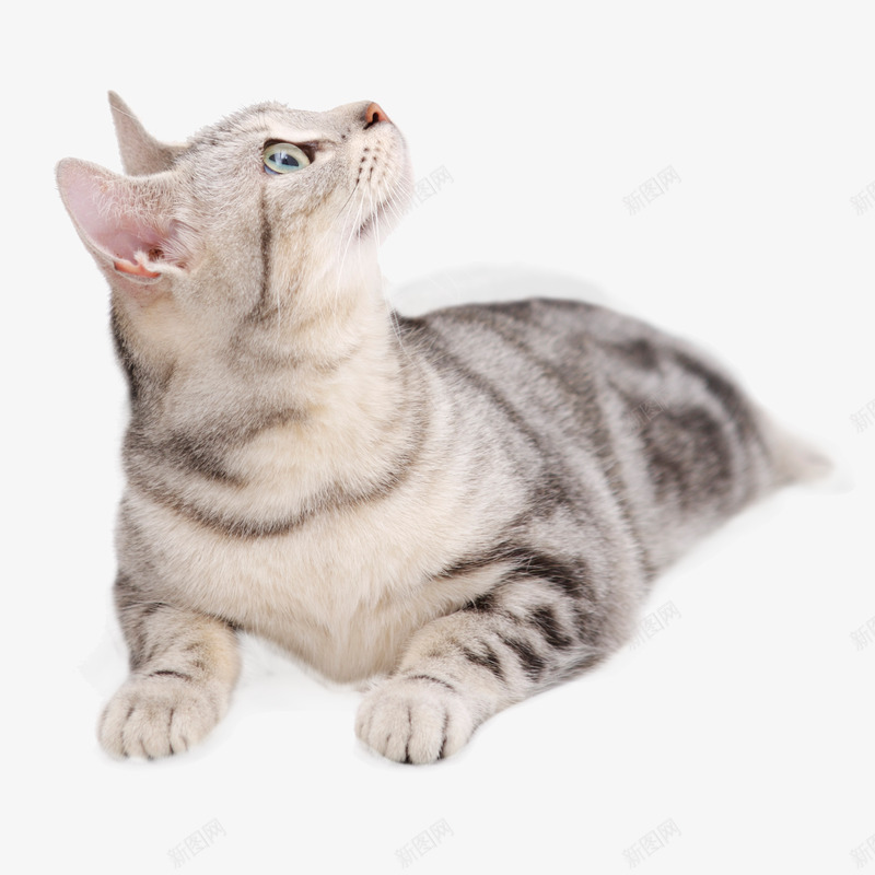 猫咪仰头png免抠素材_88icon https://88icon.com 猫咪 仰头