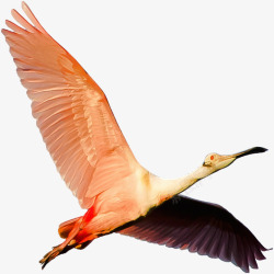 孤立火烈鸟粉红色野生性质动物素材
