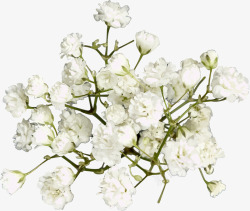 唯美森系优雅写实花卉花朵叶子卡片图案AI矢量卡片请素材
