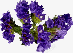 唯美森系优雅写实花卉花朵叶子卡片图案AI矢量卡片请素材