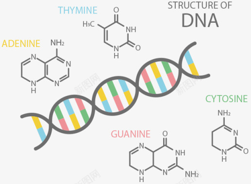 DNA基因检测分析GeneLife基因乐活日本基因图标