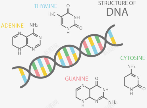 dna细胞核DNA基因检测分析GeneLife基因乐活日本基因图标