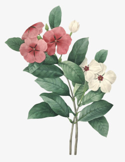 手绘花玫瑰粉色花卉花白底手绘花插画透明素材