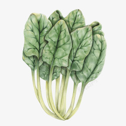 绿色甜菜蔬菜插图有机素材