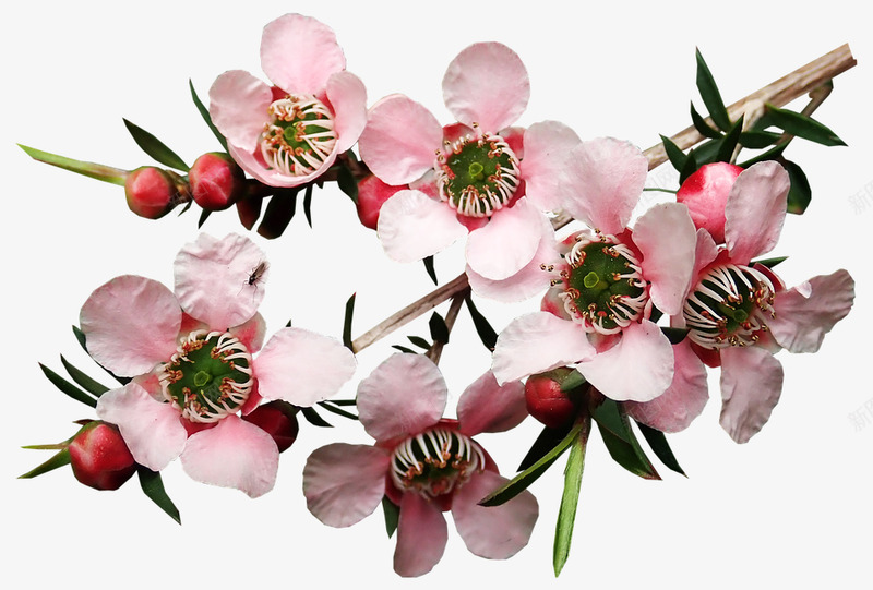 鲜花茶树植物Pixabay上的免费照片png免抠素材_88icon https://88icon.com 鲜花 茶树 植物 免费 照片