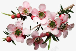 鲜花茶树植物Pixabay上的免费照片素材