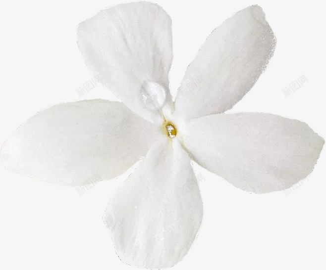水珠白色花朵元素png免抠素材_88icon https://88icon.com 花 花朵 白色 黄色 花蕊 水润 水珠 水滴 露珠 透明