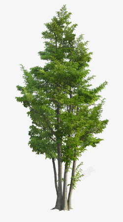 立面树T20191127合成T20191127素材